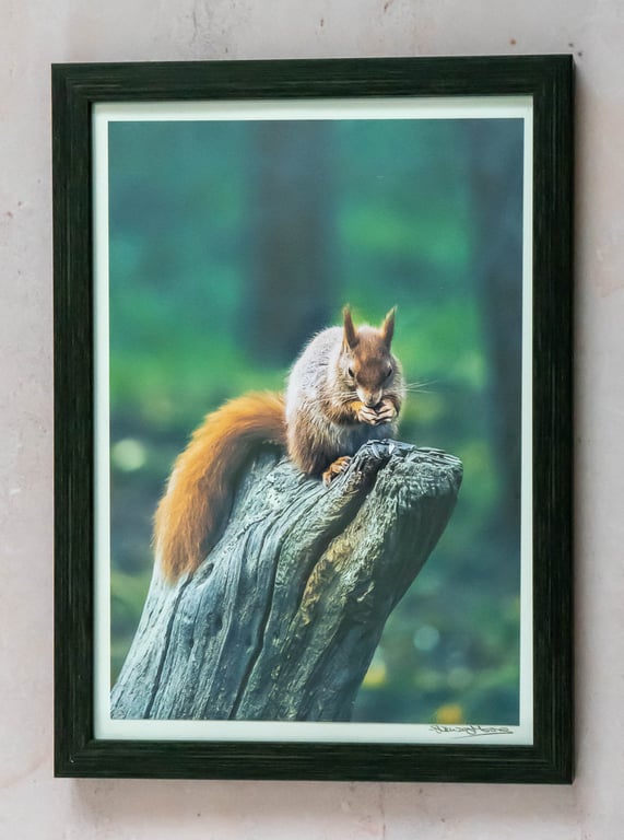 Red Squirrel