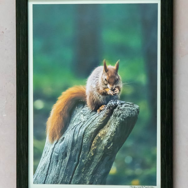 Red Squirrel