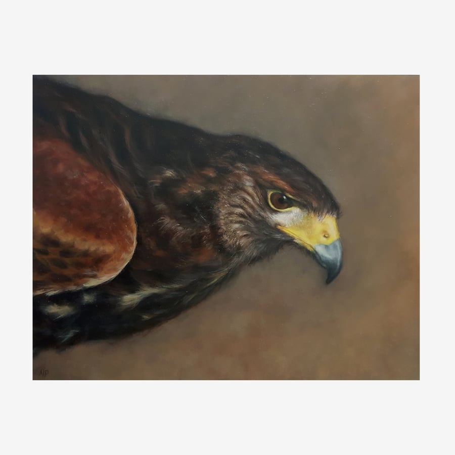 Hawk Original Oil Painting - Bird of Prey Artwork