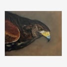 Hawk Original Oil Painting - Bird of Prey Artwork