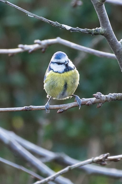Blue Tit A6 Blank Greeting Card: Eco-Friendly