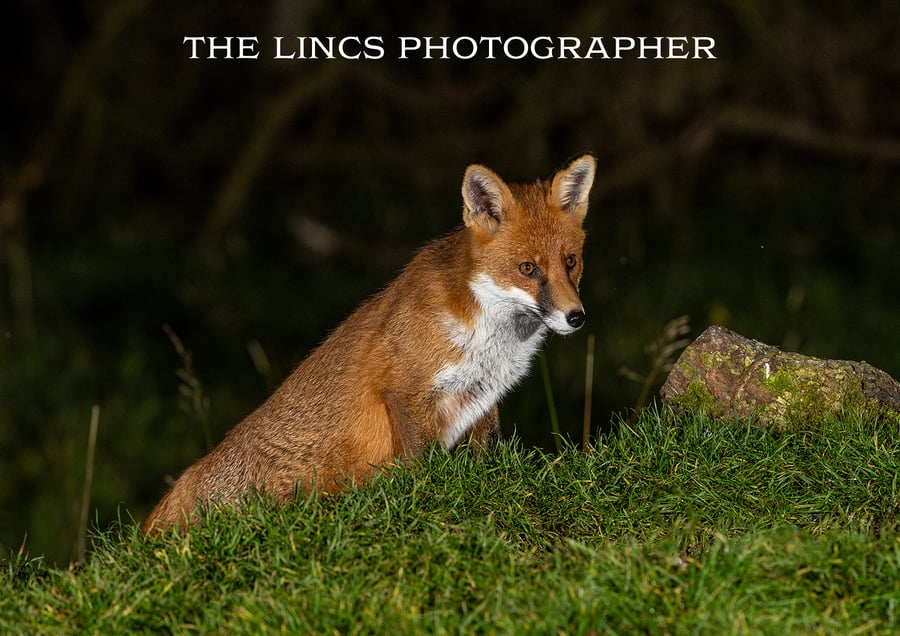 Fox print (Limited edition of 10)