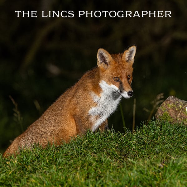 Fox print (Limited edition of 10)