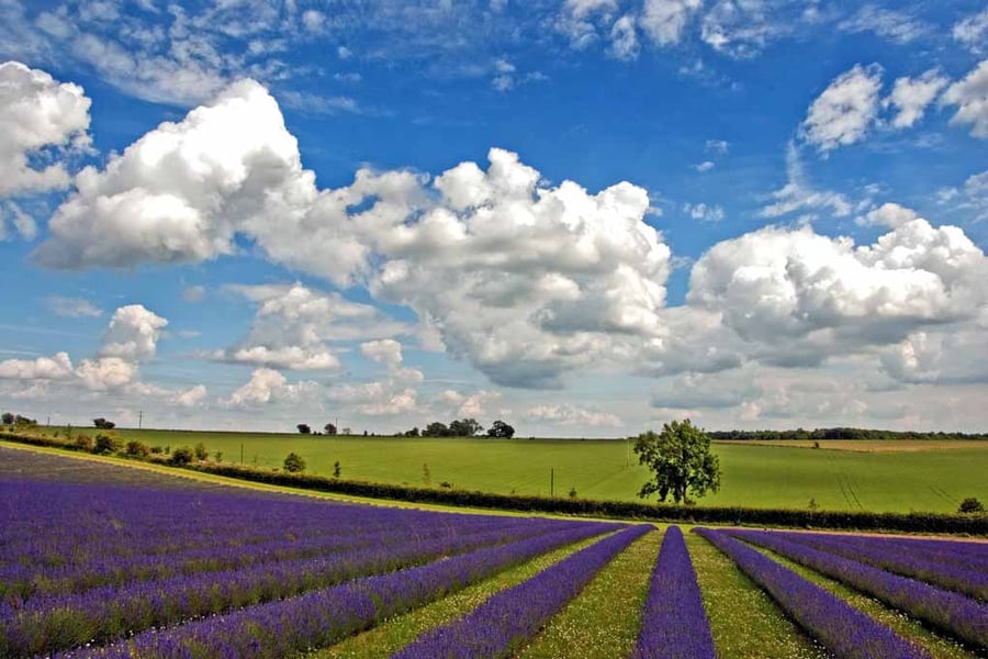 Lavender Field Purple Flowers Cotswolds Photograph Print