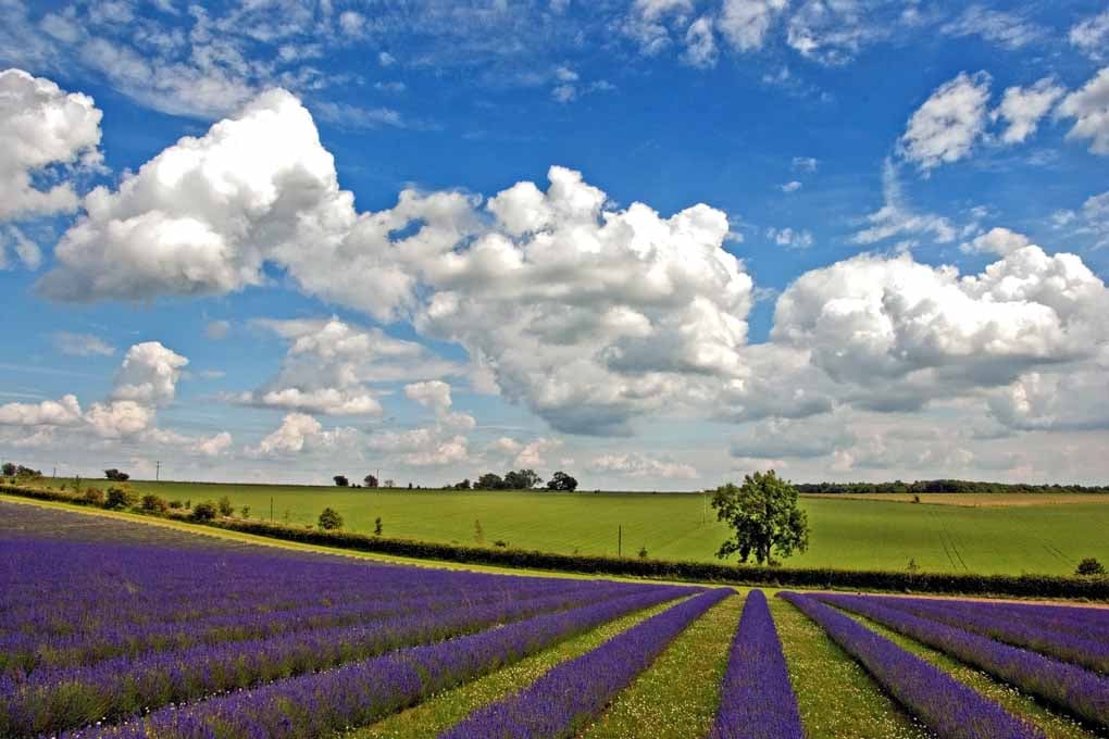 Lavender Field Purple Flowers Cotswolds Photograph Print