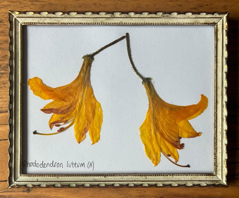 Real Pressed Flower Art in Metal Frame - Rhododendron (Azalea Type) Flowers