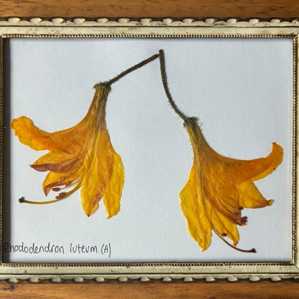Real Pressed Flower Art in Metal Frame - Rhododendron (Azalea Type) Flowers