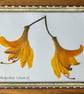 Pressed Rhododendron (Azalea Type) Flowers in Metal Frame
