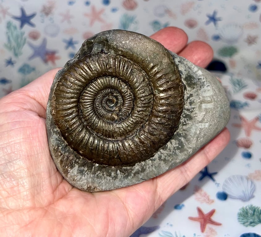 Ammonite from Whitby Saltwick Bay Curious Jurrasic Ornament 