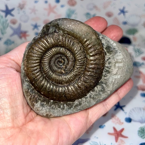 Ammonite from Whitby Saltwick Bay Curious Jurrasic Ornament 