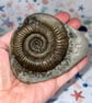 Ammonite from Whitby Saltwick Bay Curious Jurrasic Ornament 