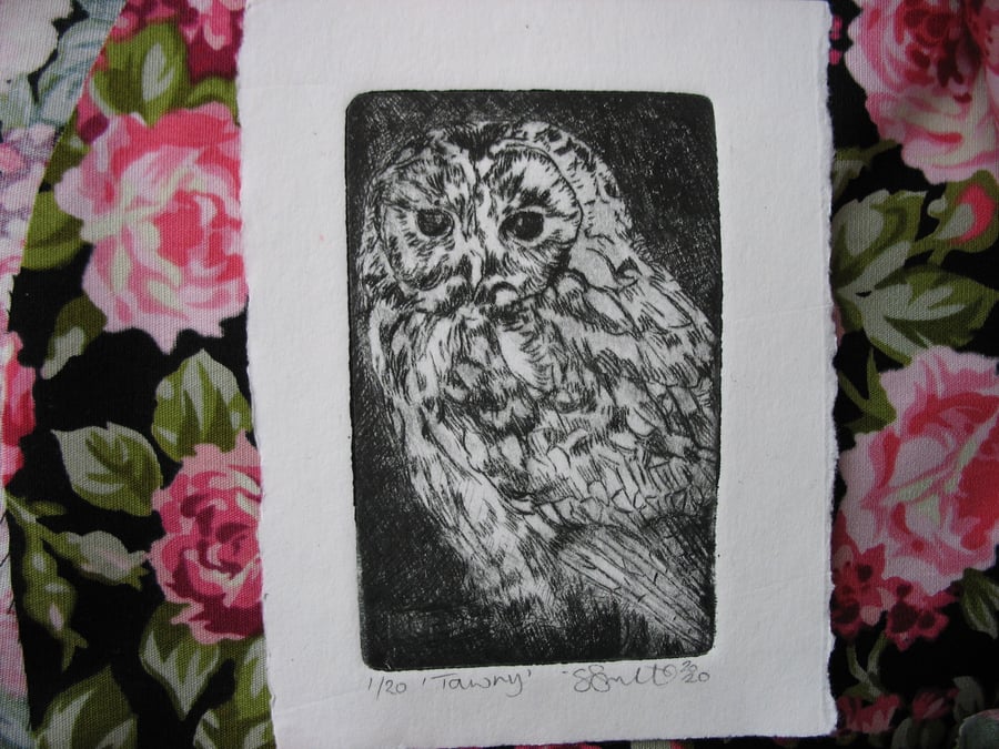 Sweet little tawny owl drypoint print 