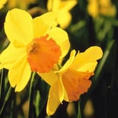 DaffodilPlace