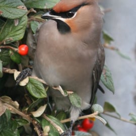 Photographic greetings card of a Bohemian Waxwing.