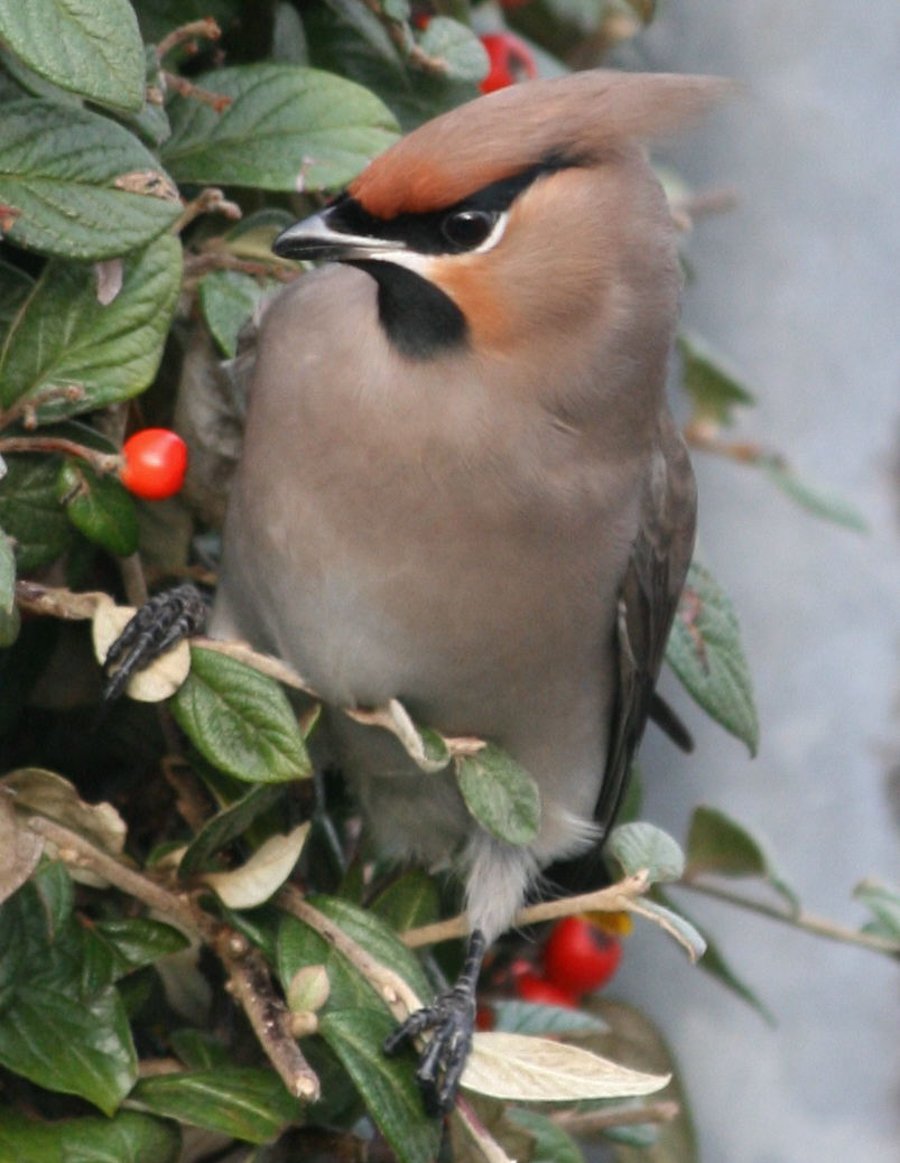 Photographic greetings card of a Bohemian Waxwing.