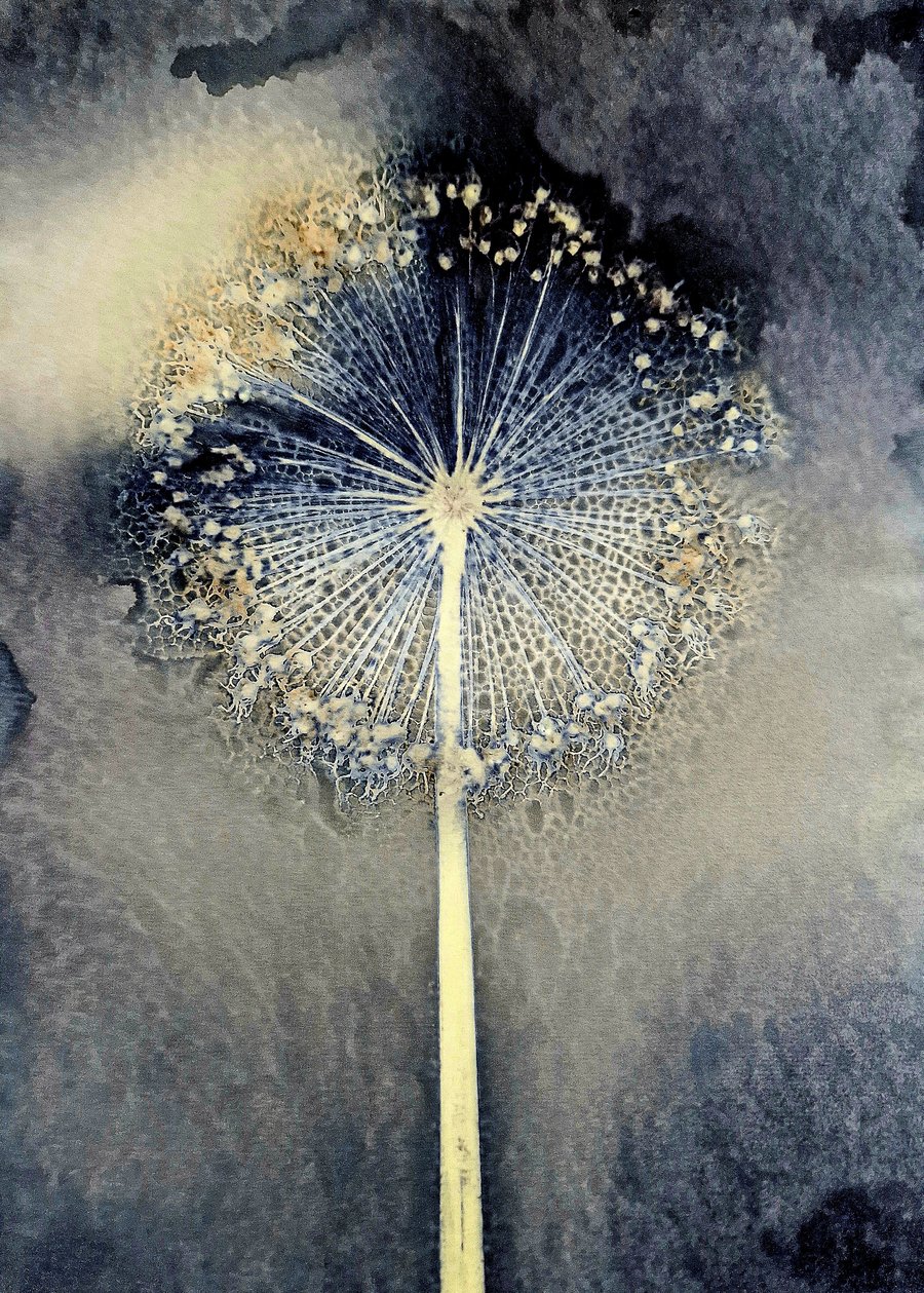 Soapy Allium Cyanotype Card