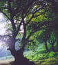 Photographic Print of a silhouetted oak in woodland near Abergavenny - Image 2