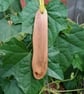 Small Linden (Lime) Wood Pendant