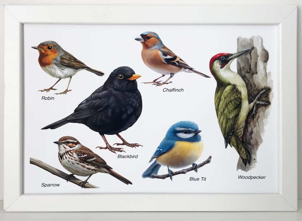 British Birds - Picture in Three Available Sizes with a Black or White Frame