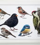 British Birds - Picture in Three Available Sizes with a Black or White Frame - Image 3