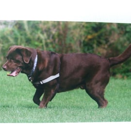 Greetings card  with a photograph of a chocolate labrador panting.