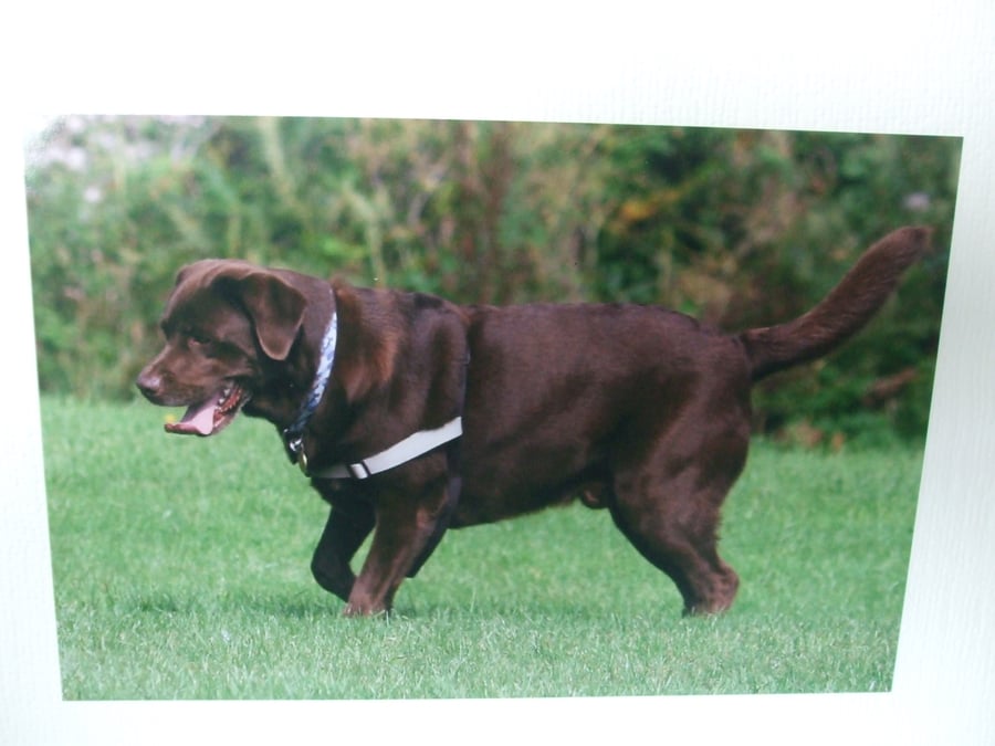 Greetings card  with a photograph of a chocolate labrador panting.