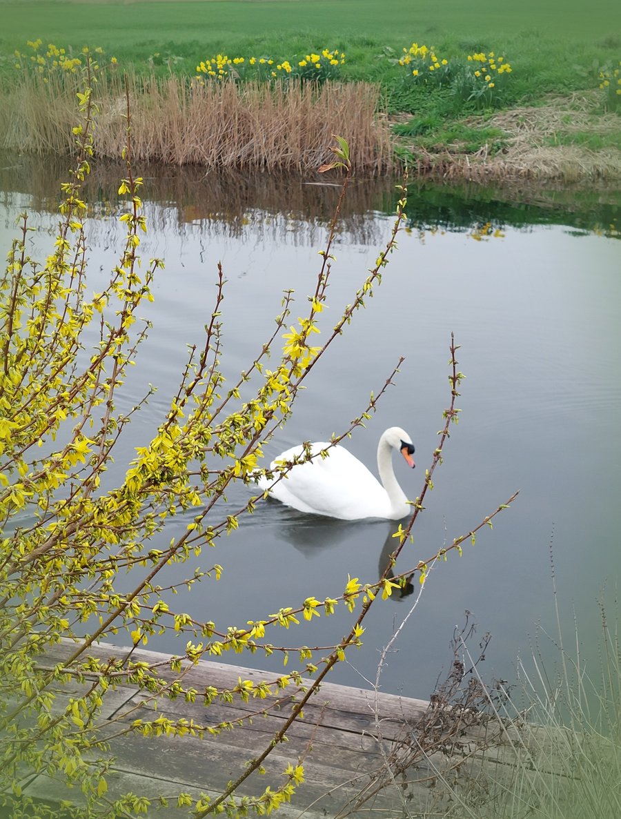 A5 Greeting Card Swan March Norfolk