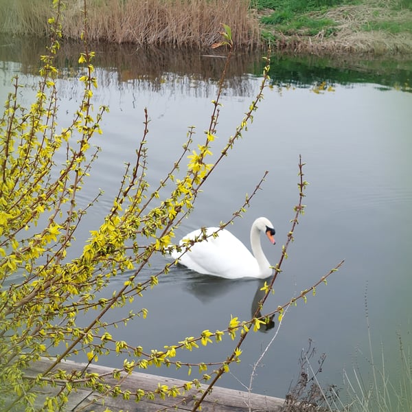 A5 Greeting Card Swan March Norfolk