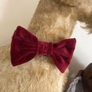  Dog Bow in Dark Red Velvet