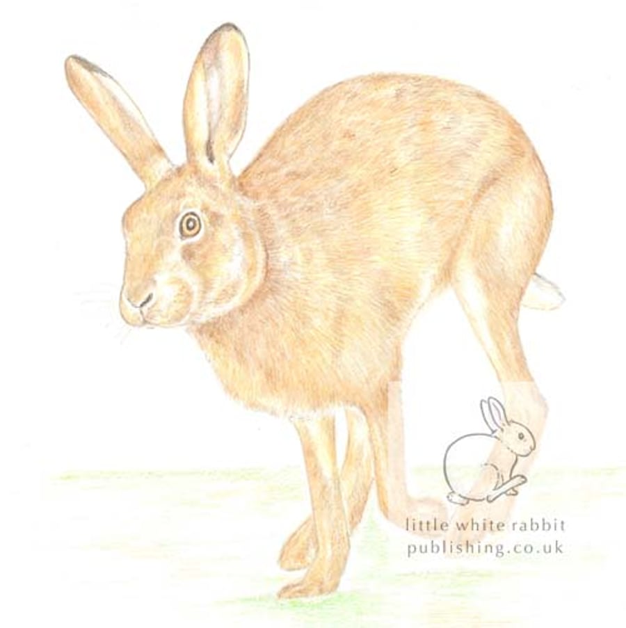 Running Hare - Blank Card