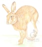 Running Hare - Blank Card - Image 1