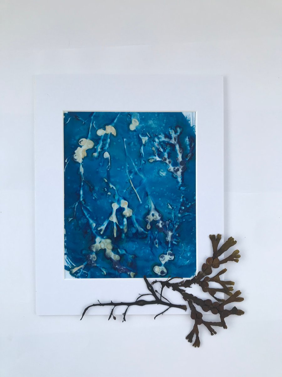 Seaweed meets Cyanotype- 'Fruits De Mer' an Original Cyanotype Photogram 