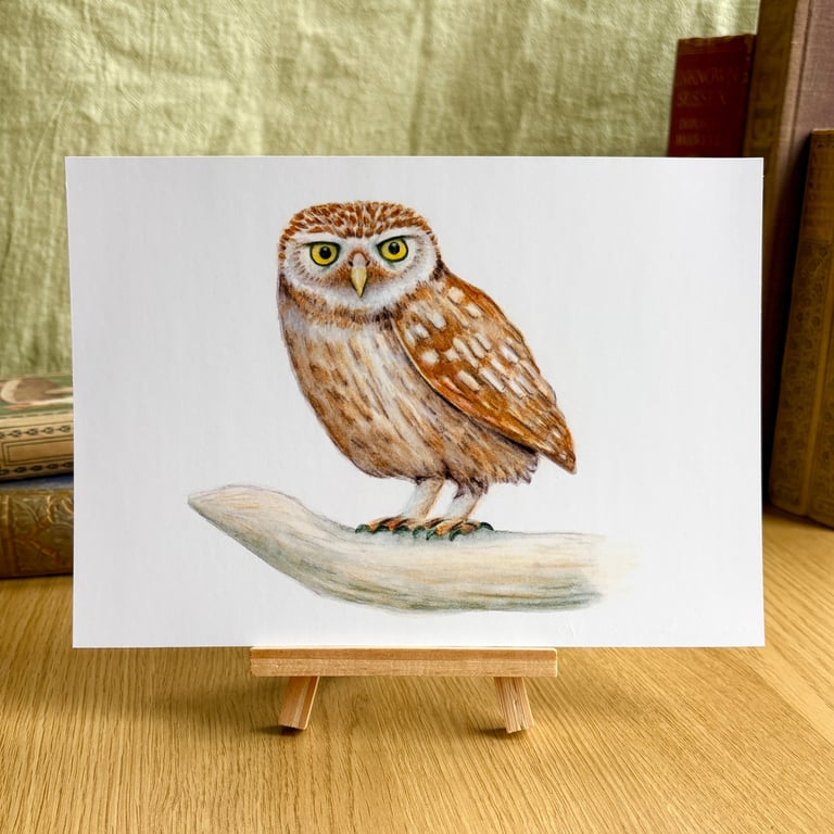 Little Owl - Art Print A5 or A4