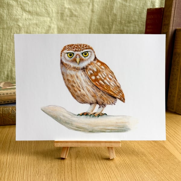 Little Owl - Art Print A5 or A4