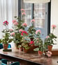 Paper Geranium - Crimson - Image 9