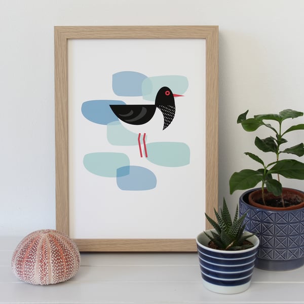 Oystercatcher Art Print