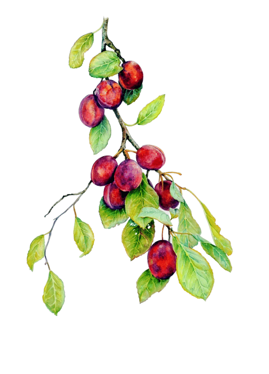 Plum Botanical Fruit Original Watercolour Painting