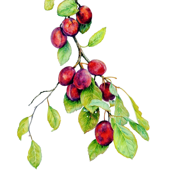 Plum Botanical Fruit Original Watercolour Painting