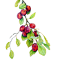 Plum Botanical Fruit Original Watercolour Painting - Image 1