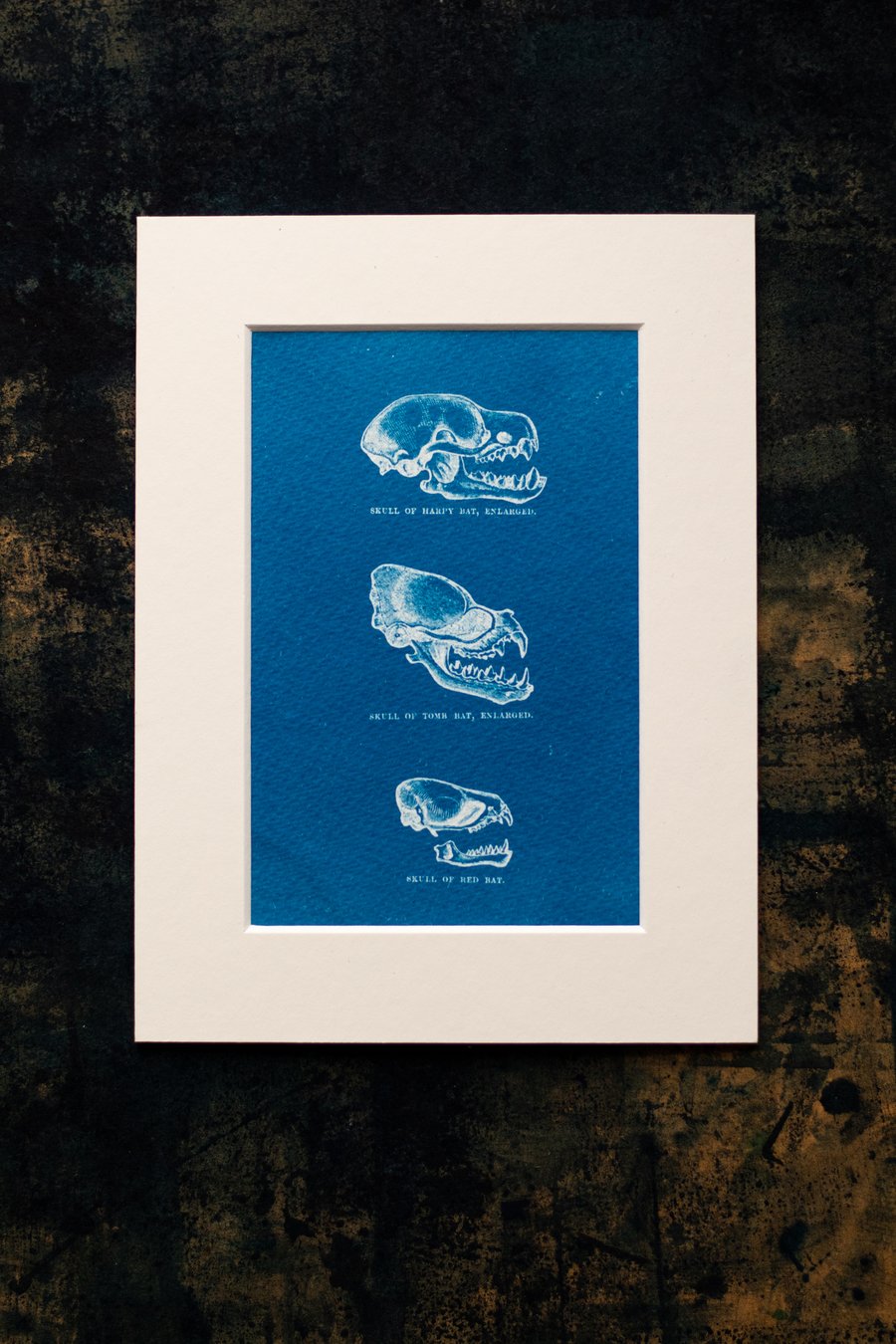 Bat Skulls Cyanotype Mounted Print