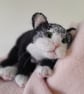 Tuxedo Kitten, Dotpebblesknits Design - Image 2