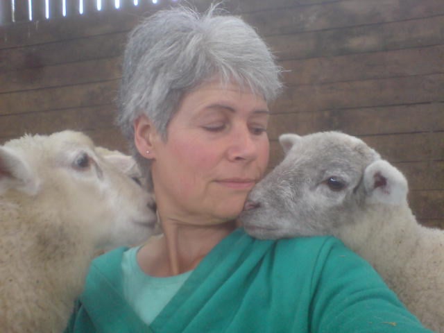 Sheep in Stiches