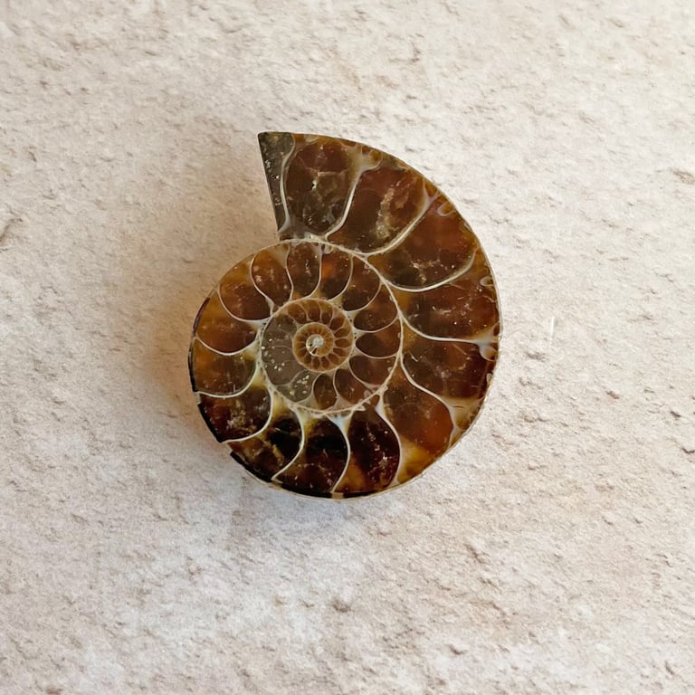Polished ammonite fossil, one half of ammonite, keepsake gift