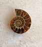 Polished ammonite fossil, one half of ammonite, keepsake gift