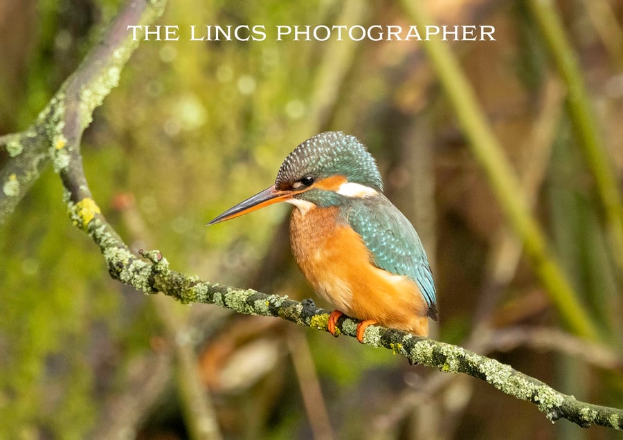 Kingfisher print (Limited edition of 10)