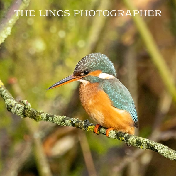 Kingfisher print (Limited edition of 10)