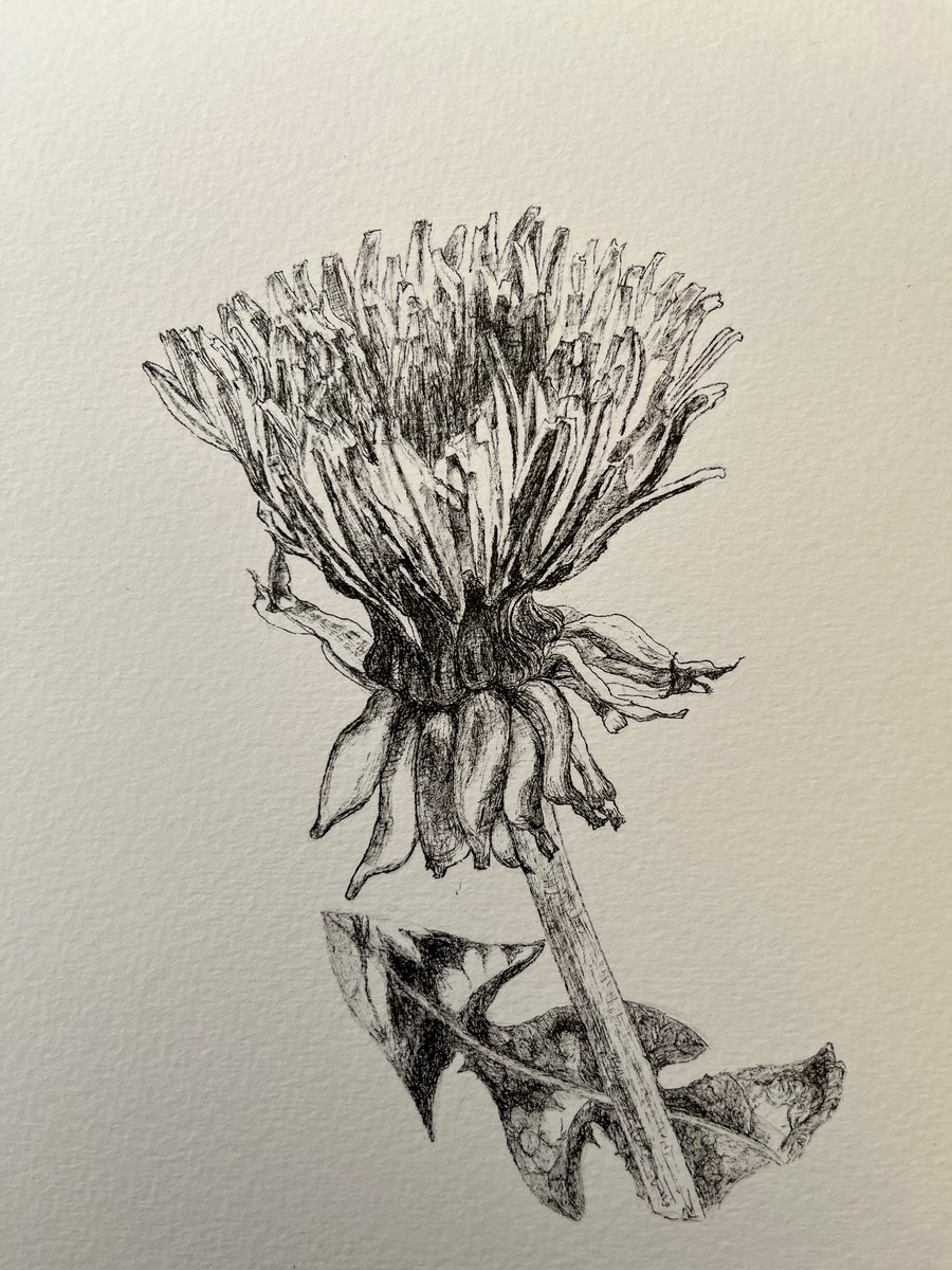 Dandelion resilience