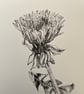 Dandelion resilience - Image 1