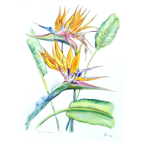 Bird of Paradise Flower Botanical Tropical Plant Watercolour Painting 