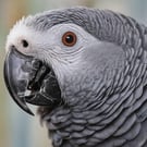 A5 Greeting Card African Grey Parrot 